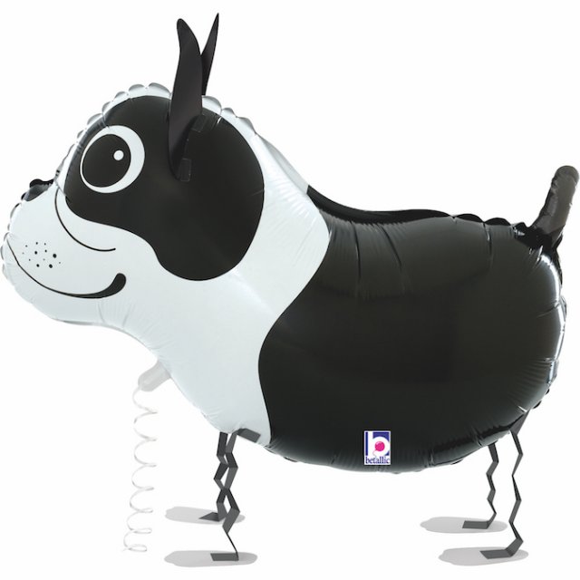 Chodící Bostonský teriér 48cm fóliový balónek nafukovací