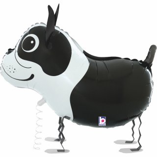 Chodící Bostonský teriér 48cm fóliový balónek nafukovací